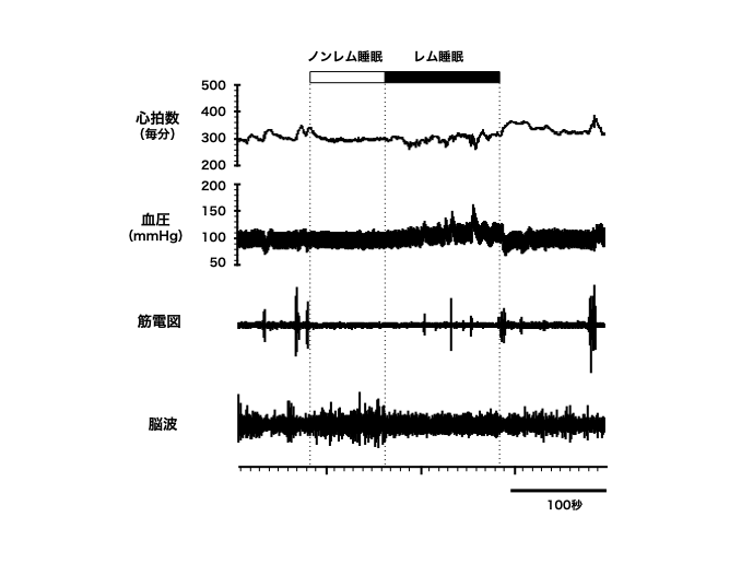 図　ラットの血圧と心拍数の変動例